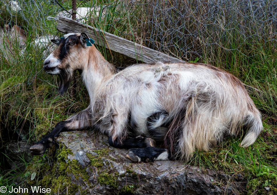 Goat on the Rallarvegen between Myrdal and Flåm, Norway