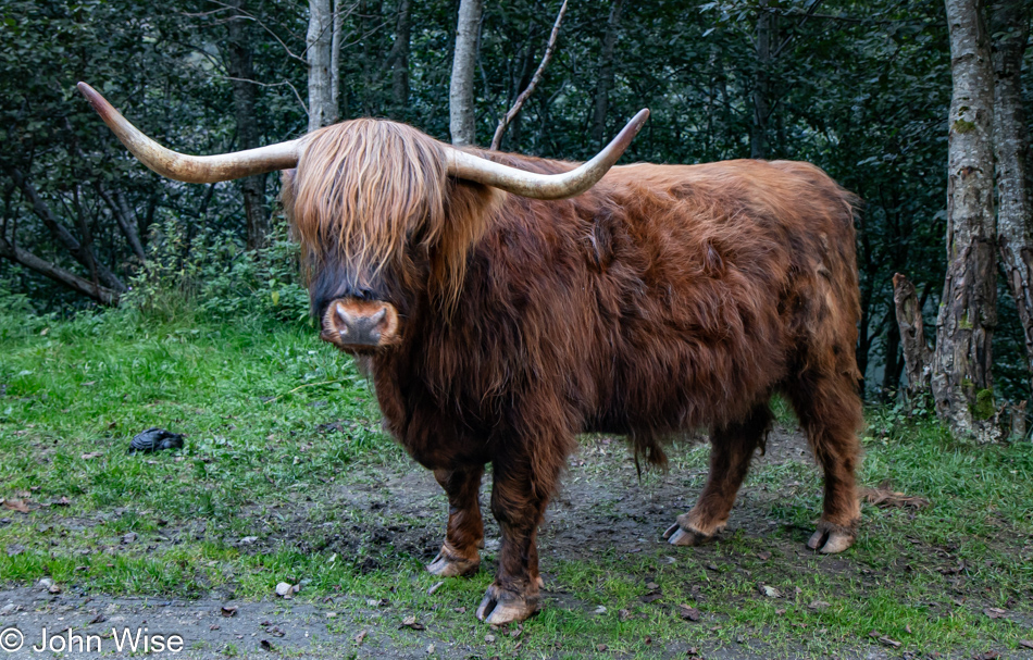 A steer on the trail to Gudvangen on the Nærøyfjord in Norway