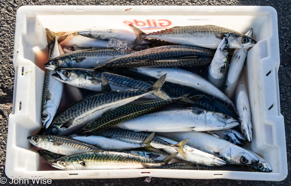 Fishing at the harbor in Oslo, Norway