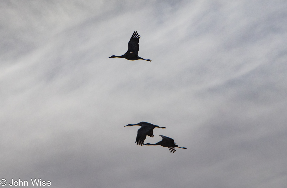 Sandhill Cranes in Virden, New Mexico