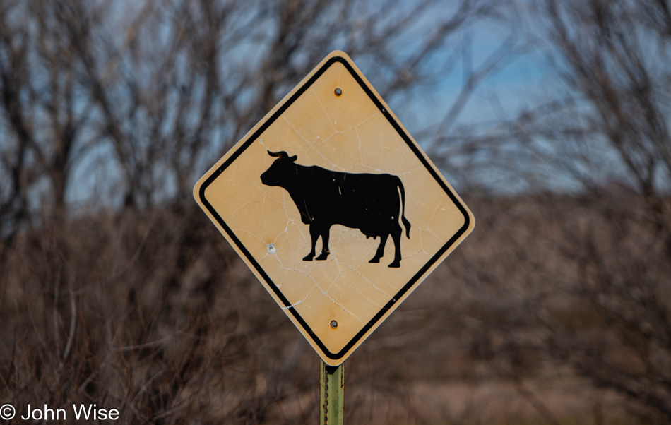 Cow sign in Virden, New Mexico