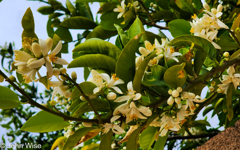 Citrus blossoms in Phoenix, Arizona