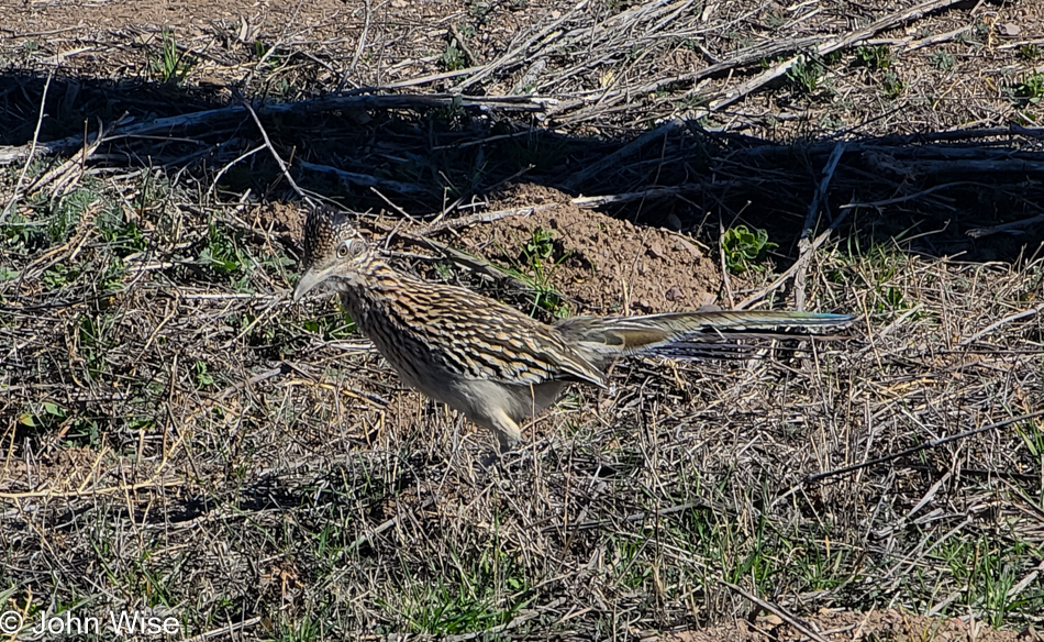 Roadrunner in Duncan, Arizona