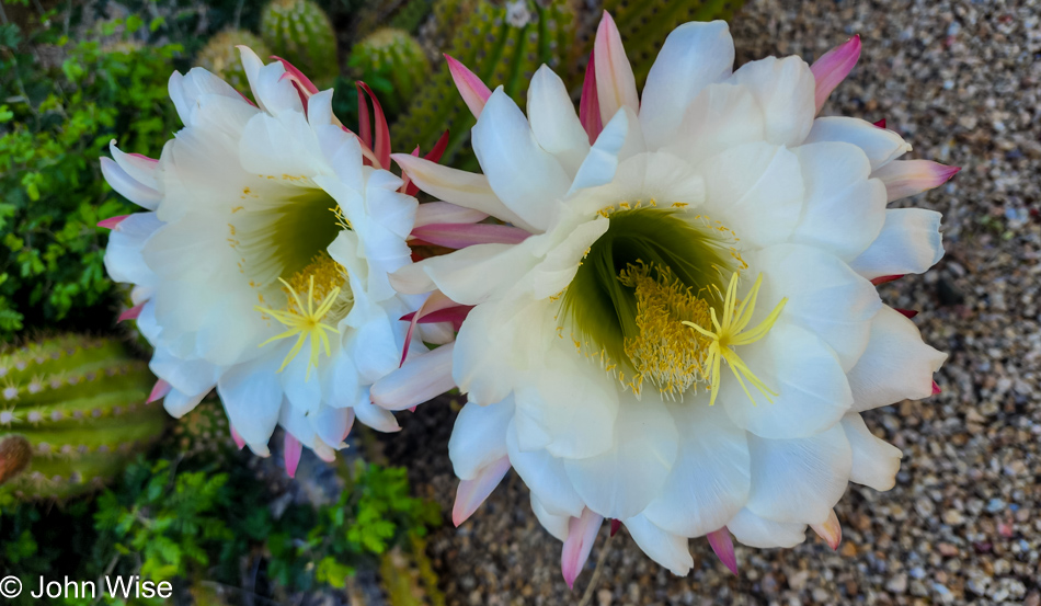 Cactus bloom in Phoenix, Arizona