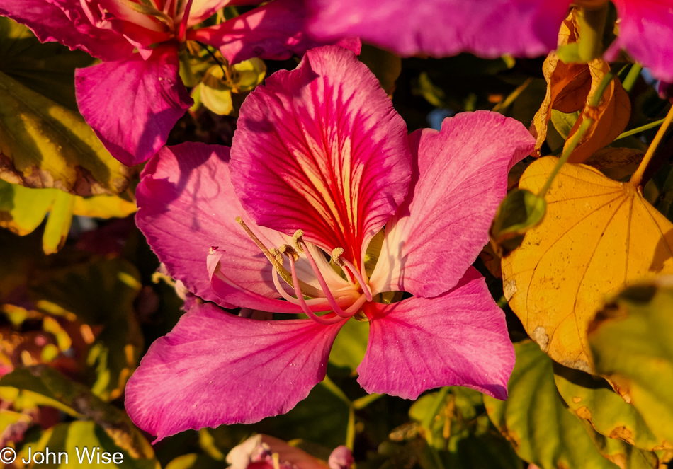 Tree in bloom in Phoenix, Arizona