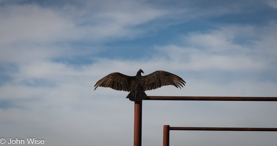 Buzzard seen north of Alpine, Texas