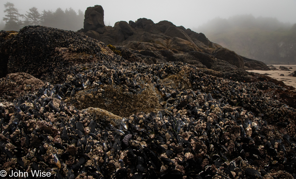Low tide at Fogarty Creek Beach in Depoe Bay, Oregon