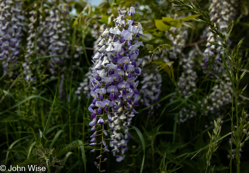 Wisteria in Lutremange, Belgium at the border with Luxembourg